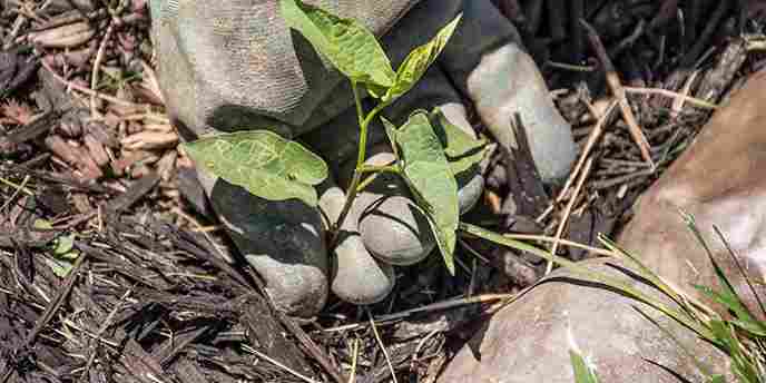 How to Redo a Flower Bed